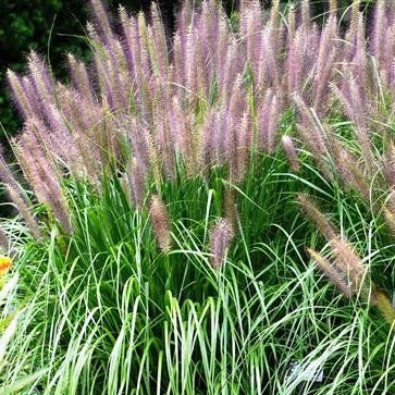 Pennisetum alopecuroides 'Redhead - Lampenpoetsersgras - toptuinplanten