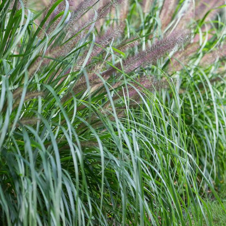 Pennisetum alopecuroides 'Redhead - Lampenpoetsersgras - toptuinplanten