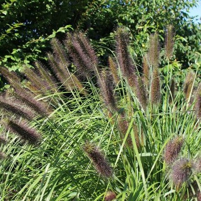 Pennisetum alopecuroides viridescens - Lampenpoetsersgras - toptuinplanten