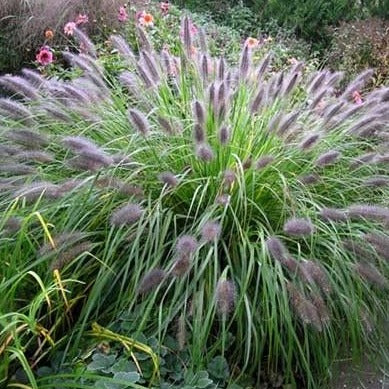 Pennisetum alopecuroides viridescens - Lampenpoetsersgras - toptuinplanten