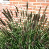 Pennisetum alopecuroides viridescens - Lampenpoetsersgras - toptuinplanten