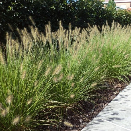 Pennisetum ''Little Bunny' - toptuinplanten