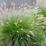 Pennisetum ''Little Bunny' - toptuinplanten