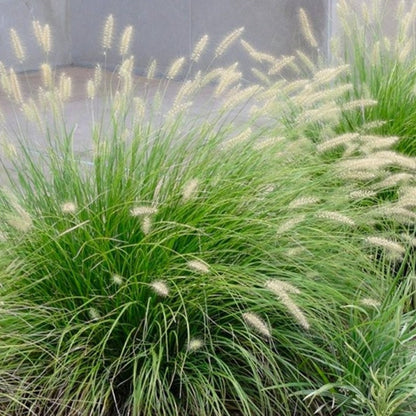 Pennisetum ''Little Bunny' - toptuinplanten