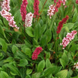 Persicaria aff. 'Darjeeling Red' - Duizendknoop - toptuinplanten