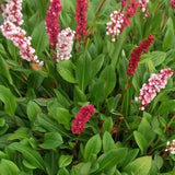 Persicaria aff. 'Darjeeling Red' - Duizendknoop - toptuinplanten