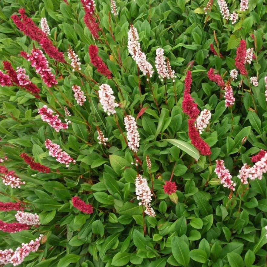 Persicaria aff. 'Darjeeling Red' - Duizendknoop - toptuinplanten