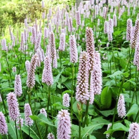 Persicaria aff. 'Superba': - Duizendknoop - toptuinplanten