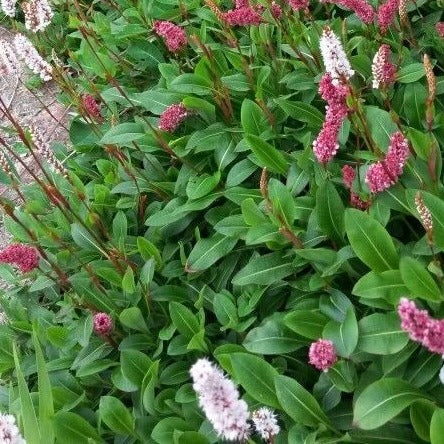 Persicaria aff. 'Superba': - Duizendknoop - toptuinplanten