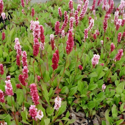 Persicaria affinis 'Kabouter - Duizendknoop - toptuinplanten