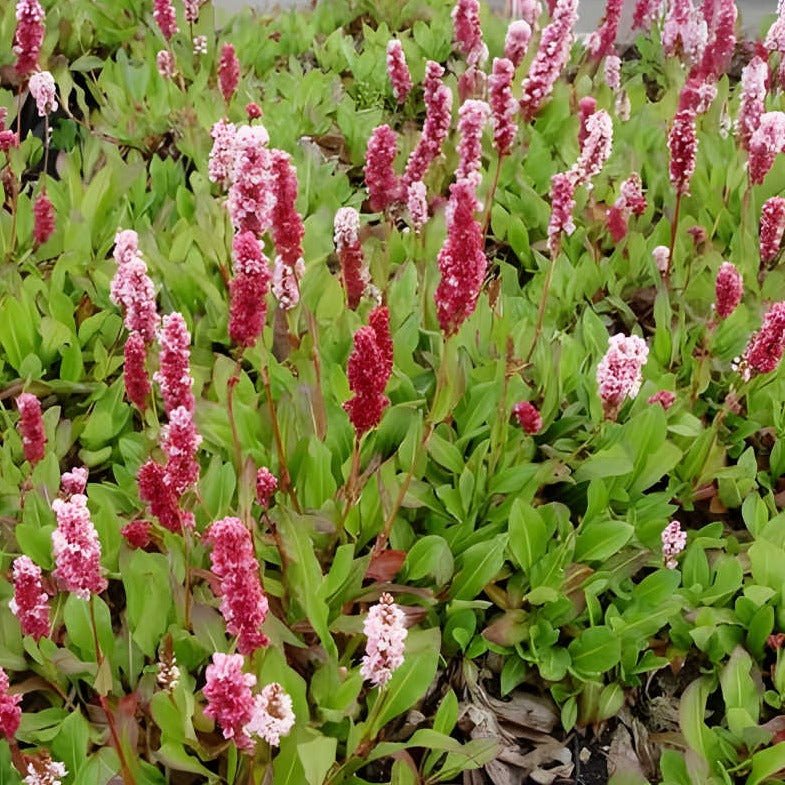 Persicaria affinis 'Kabouter - Duizendknoop - toptuinplanten