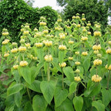 Phlomis russeliana - Brandkruid - toptuinplanten