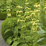 Phlomis russeliana - Brandkruid - toptuinplanten