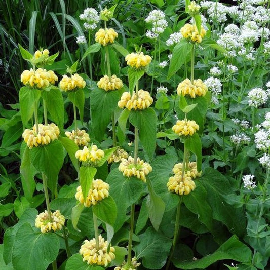 Phlomis russeliana - Brandkruid - toptuinplanten