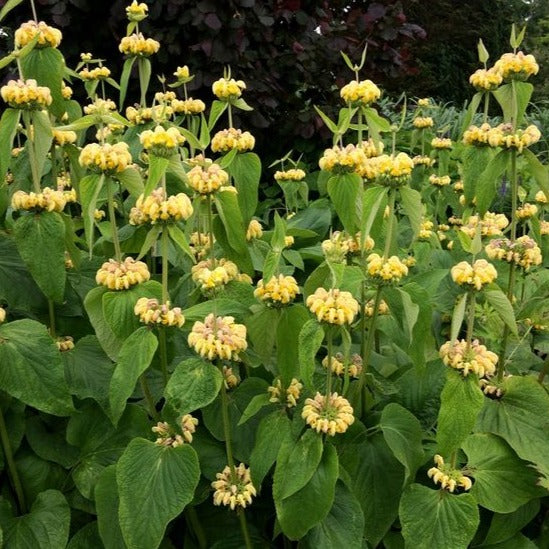 Phlomis russeliana - Brandkruid - toptuinplanten