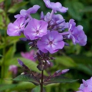 Phlox (P) 'Blue Boy - Vlambloem - toptuinplanten