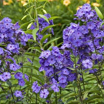 Phlox (P) 'Blue Paradise' - Vlambloem - toptuinplanten