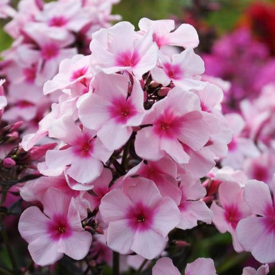 Phlox (P) 'Bright Eyes - Vlambloem - toptuinplanten