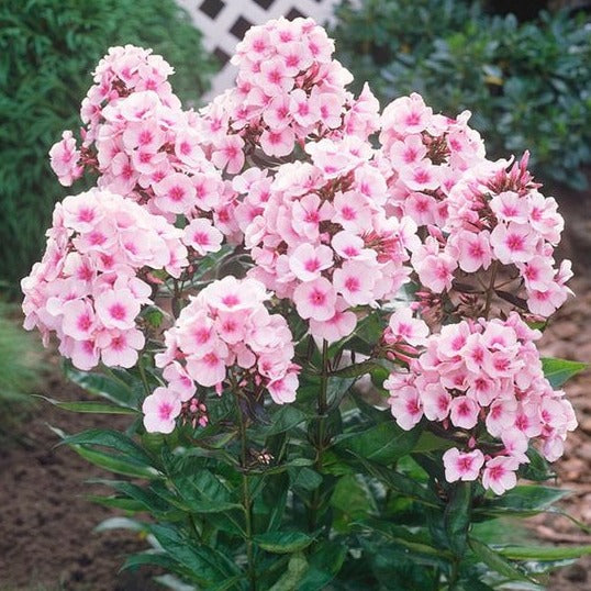 Phlox (P) 'Bright Eyes - Vlambloem - toptuinplanten