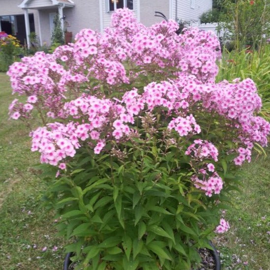 Phlox (P) 'Bright Eyes - Vlambloem - toptuinplanten