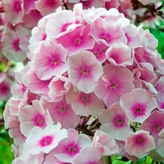 Phlox (P) 'Bright Eyes - Vlambloem - toptuinplanten