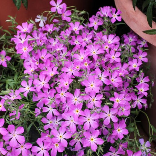 Phlox (S) 'Moerheimii - Vlambloem - toptuinplanten