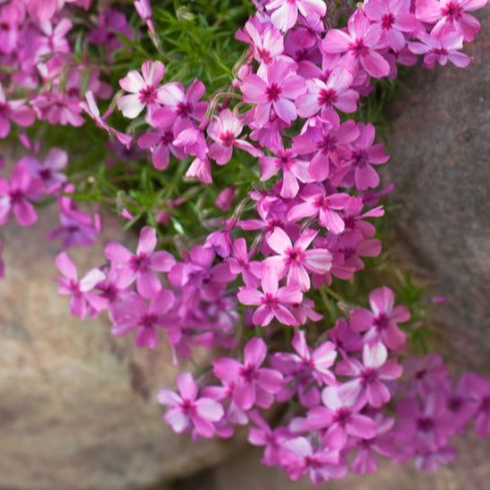 Phlox (S) 'Moerheimii - Vlambloem - toptuinplanten