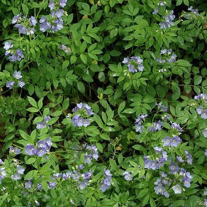 Polemonium reptans - toptuinplanten