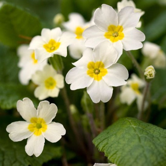 Primula vulgaris - Sleutelbloem - toptuinplanten