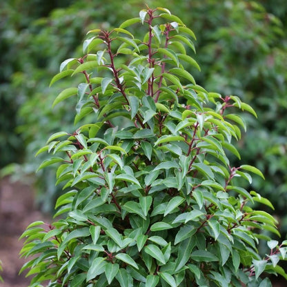 Prunus lusitanica - toptuinplanten
