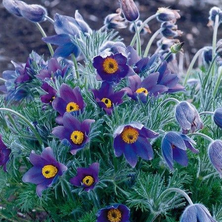 Pulsatilla vulgaris - Wildemanskruid - toptuinplanten