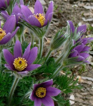 Pulsatilla vulgaris - Wildemanskruid - toptuinplanten