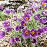 Pulsatilla vulgaris - Wildemanskruid - toptuinplanten