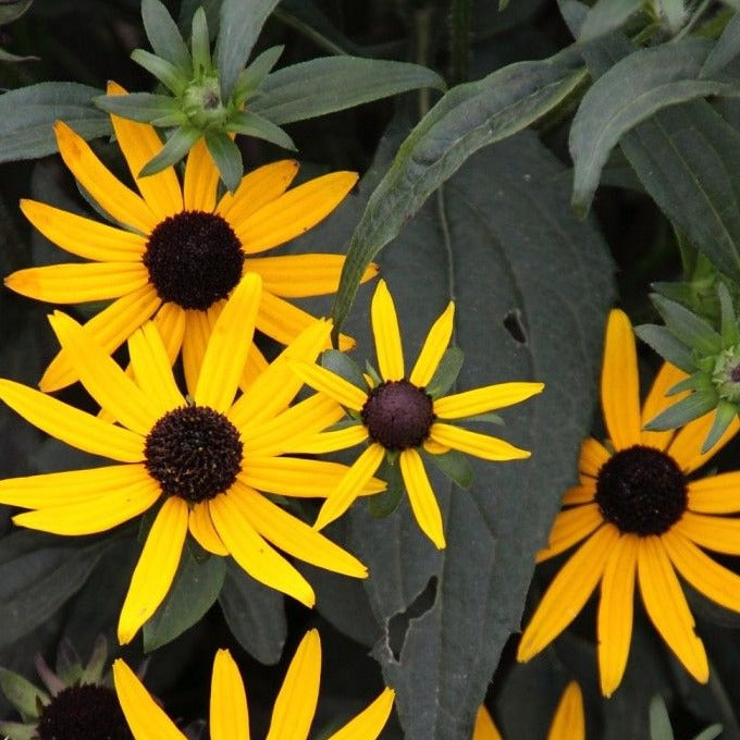 Rudbeckia f. 'Little Goldstar' - Zonehoed - toptuinplanten