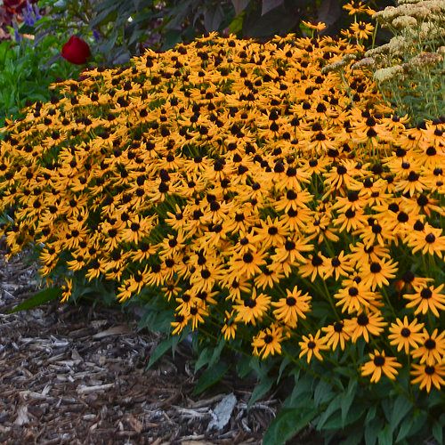 Rudbeckia f. 'Little Goldstar' - Zonehoed - toptuinplanten