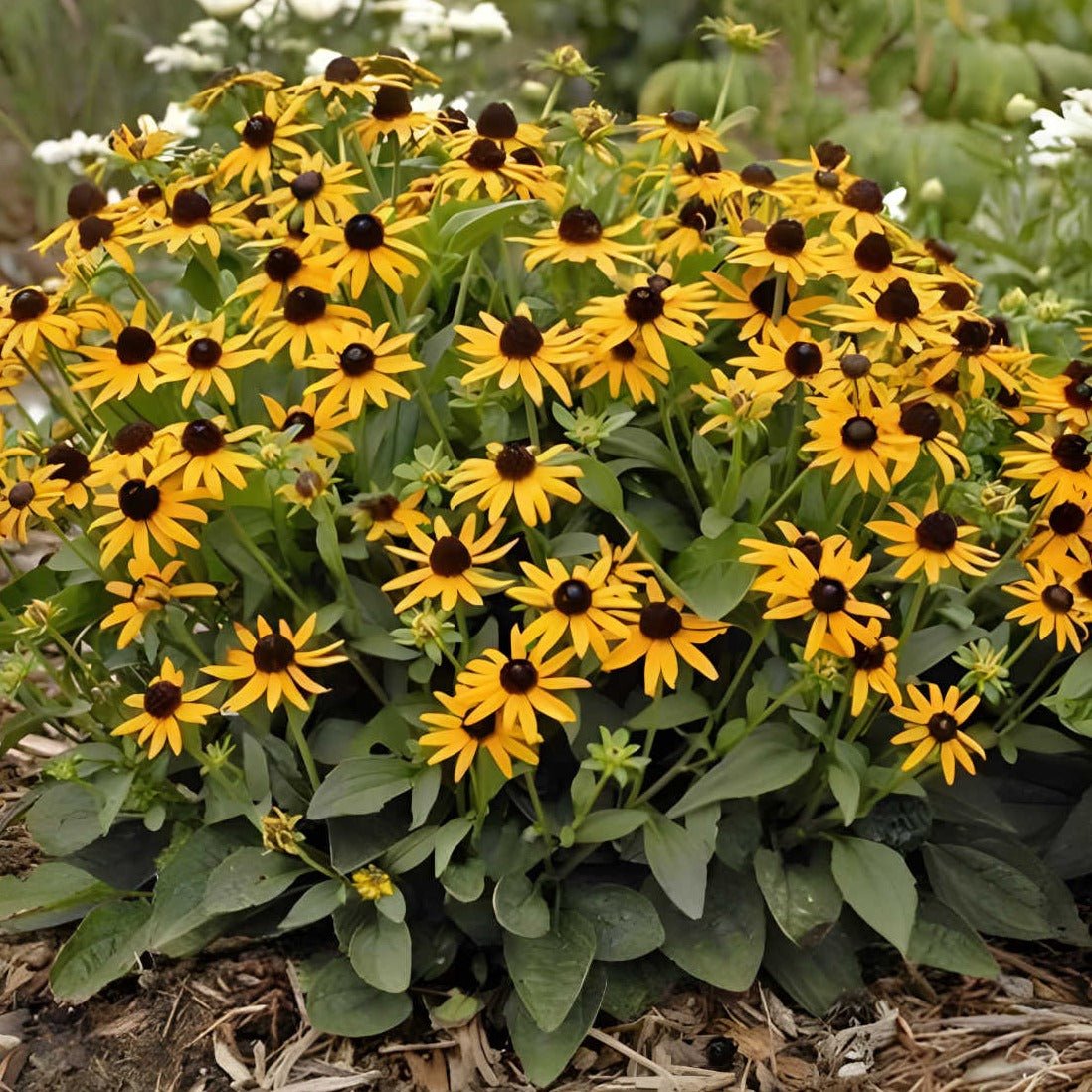 Rudbeckia f. 'Little Goldstar' - Zonehoed - toptuinplanten