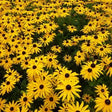 Rudbeckia fulgida - Zonnehoed - toptuinplanten