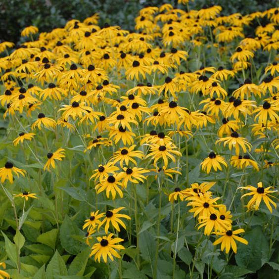 Rudbeckia fulgida - Zonnehoed - toptuinplanten