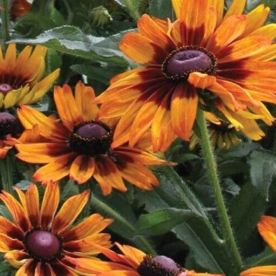 Rudbeckia hirta - Zonnehoed - toptuinplanten