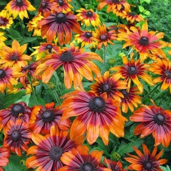 Rudbeckia hirta - Zonnehoed - toptuinplanten