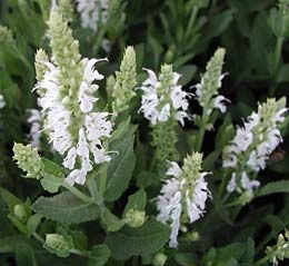 Salvia nemorosa 'Schneehügel' - Salvia - toptuinplanten