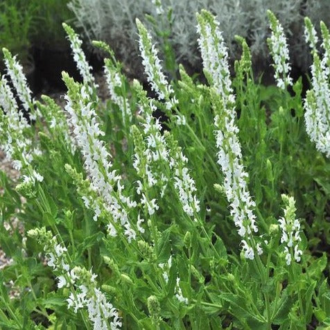 Salvia nemorosa 'Schneehügel' - Salvia - toptuinplanten