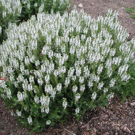 Salvia nemorosa 'Schneehügel' - Salvia - toptuinplanten