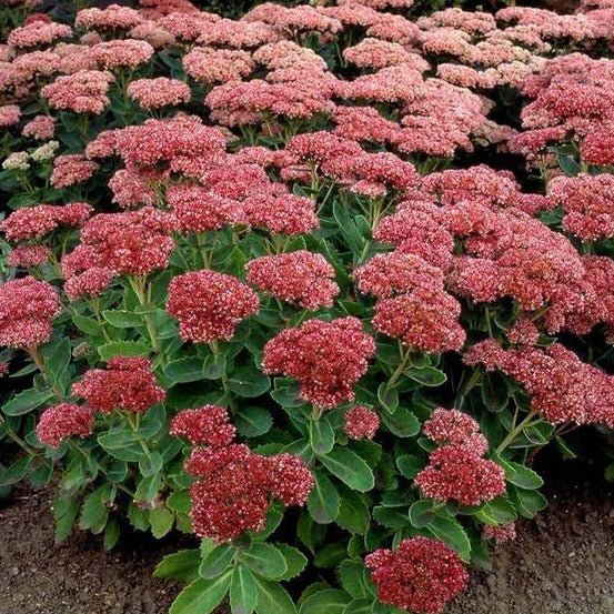 Sedum 'Herbstfreude - Vetplant - toptuinplanten