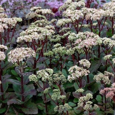 Sedum 'Matrona' - Vetkruid - toptuinplanten