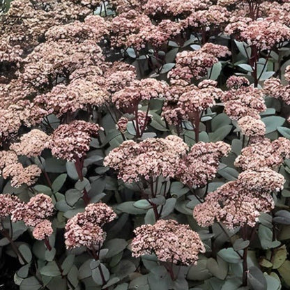 Sedum 'Matrona' - Vetkruid - toptuinplanten