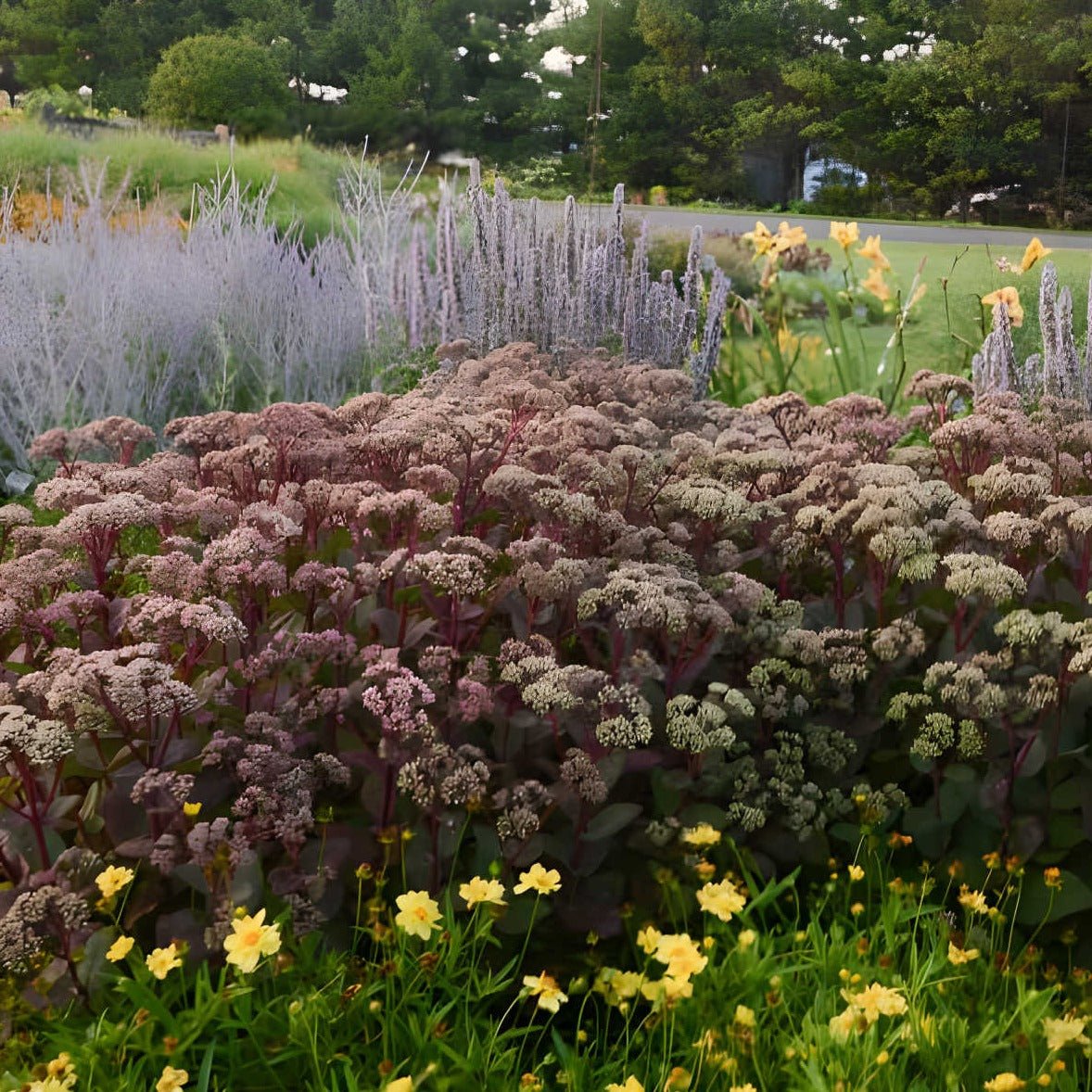 Sedum 'Matrona' - Vetkruid - toptuinplanten