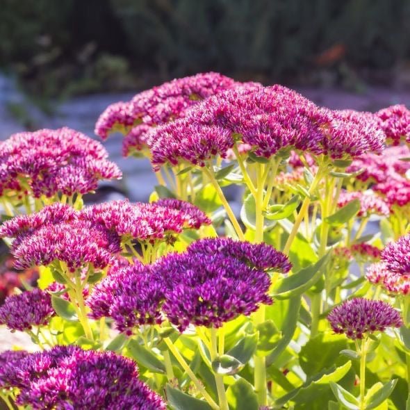 Sedum spectabile 'Brillant' - Vetkruid - toptuinplanten