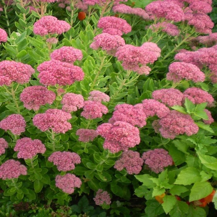 Sedum spectabile 'Brillant' - Vetkruid - toptuinplanten