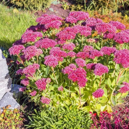 Sedum spectabile 'Brillant' - Vetkruid - toptuinplanten